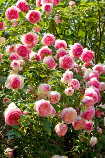 Кущ троянди Пєр-де-ронсар з численними квітками